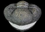 Wide Enrolled Pedinopariops Trilobite #66337-1